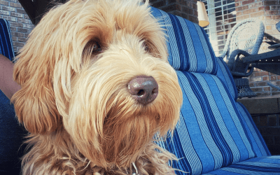 Our Australian Labradoodle and Pseudocoprostasis