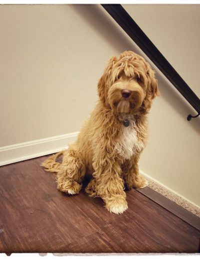 juno the australian labradoodle by stairs