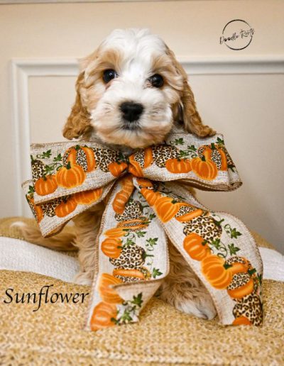 sunflower australian labradoodle puppy