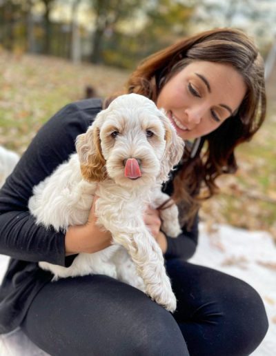 trapper and tongue australian labradoodle puppy